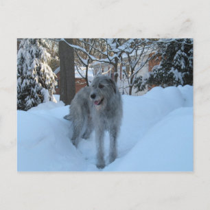 Irish Wolfhound Postkarte