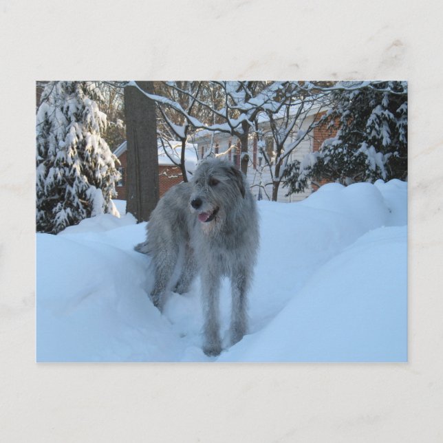 Irish Wolfhound Postkarte (Vorderseite)