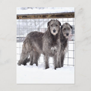 Irish Wolfhounds in Snow Postkarte