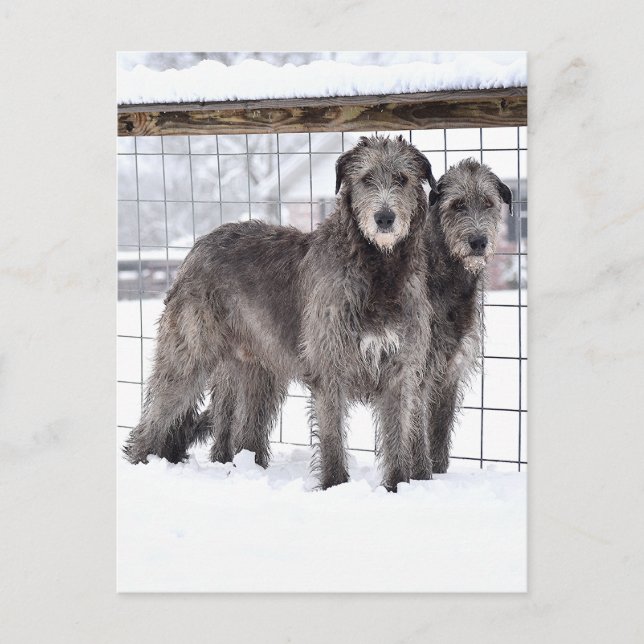 Irish Wolfhounds in Snow Postkarte (Vorderseite)