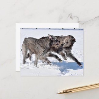 Irish Wolfhounds rennen in Snow Postkarte