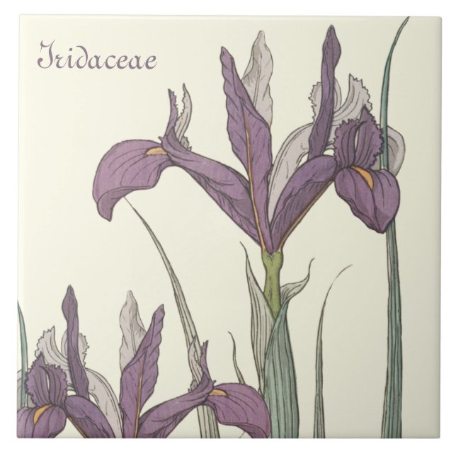 Irisspitze Fliese (Vorderseite)
