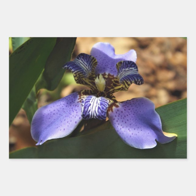 Irisverpackungspapier Geschenkpapier Set (Vorderseite)