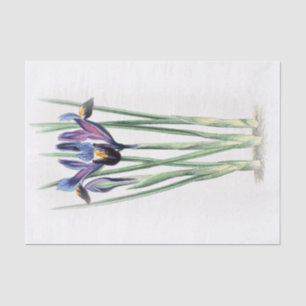 IrisVintager Watercolor auf Creme verblassen Seidenpapier