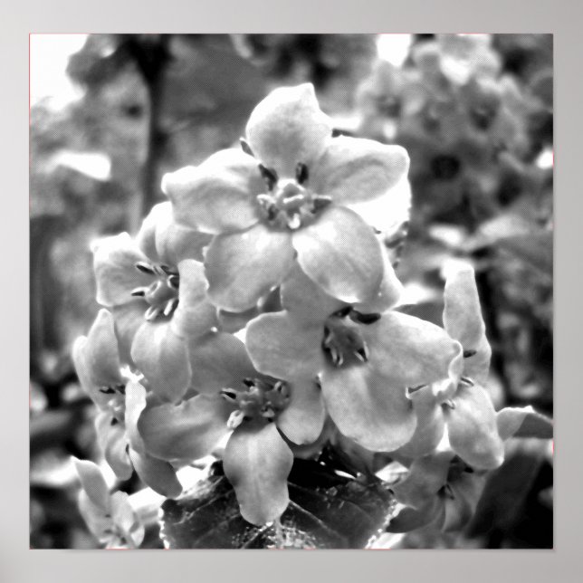 Irland Blume Poster (Vorne)