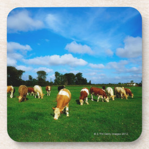 Irland, Herde des weiden lassenden Viehs Getränkeuntersetzer