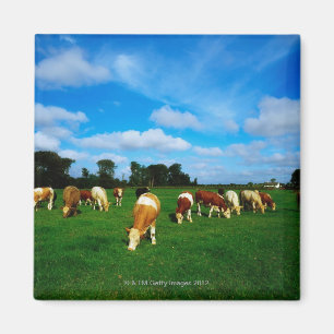 Irland, Herde des weiden lassenden Viehs Magnet