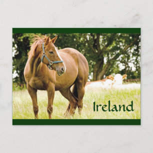 Irland (Pferd vor Ort) Postkarte