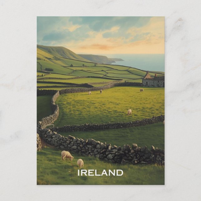 Irland Sheep Postkarte (Vorderseite)