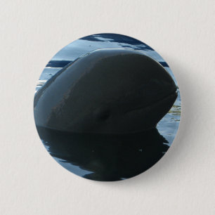 Irrawaddy Dolphin Flüchtige Blick-A-Boo Button