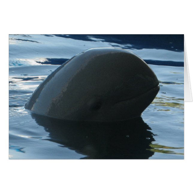 Irrawaddy Dolphin Flüchtige Blick-A-Boo Card (Vorderseite (Horizontal))