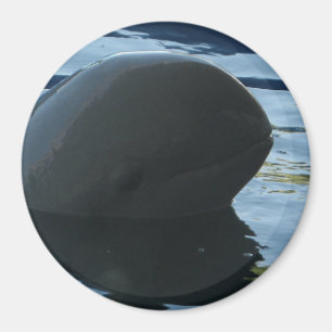 Irrawaddy Dolphin Flüchtige Blick-A-Boo Magnet