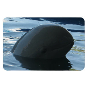 Irrawaddy Dolphin Flüchtige Blick-A-Boo Magnet