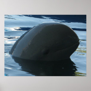 Irrawaddy Dolphin Flüchtige Blick-A-Boo Poster