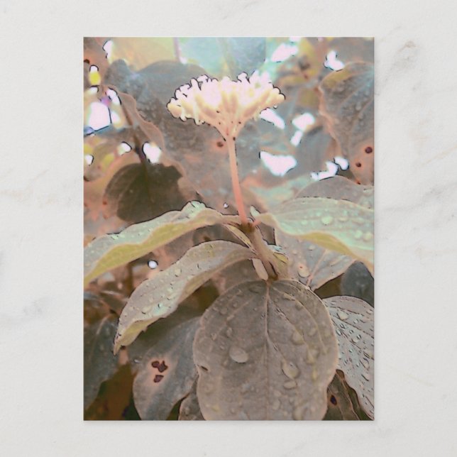 Isaiah 41:13 postkarte (Vorderseite)