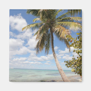 Isla Saona - Palm Tree am Strand Magnet