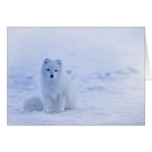 Island Arctic Fox