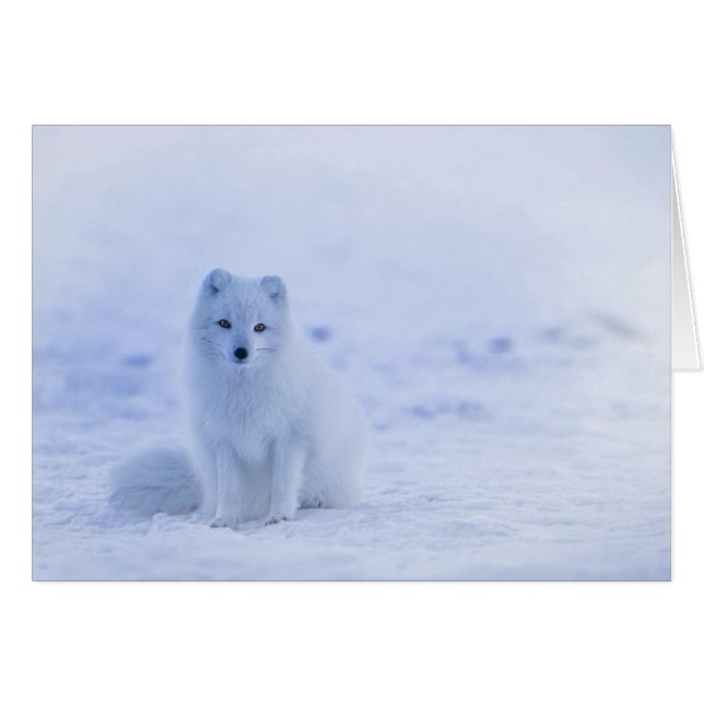 Island Arctic Fox (Vorderseite (Horizontal))
