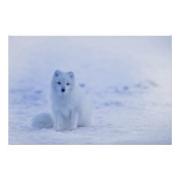 Island Arctic Fox
