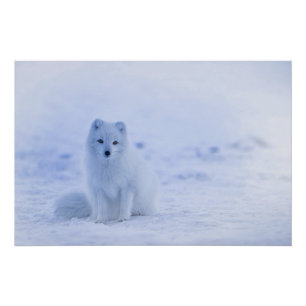 Island Arctic Fox Poster