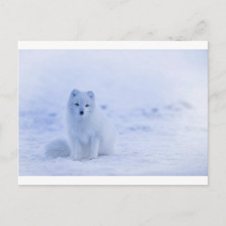 Island Arctic Fox Postkarte