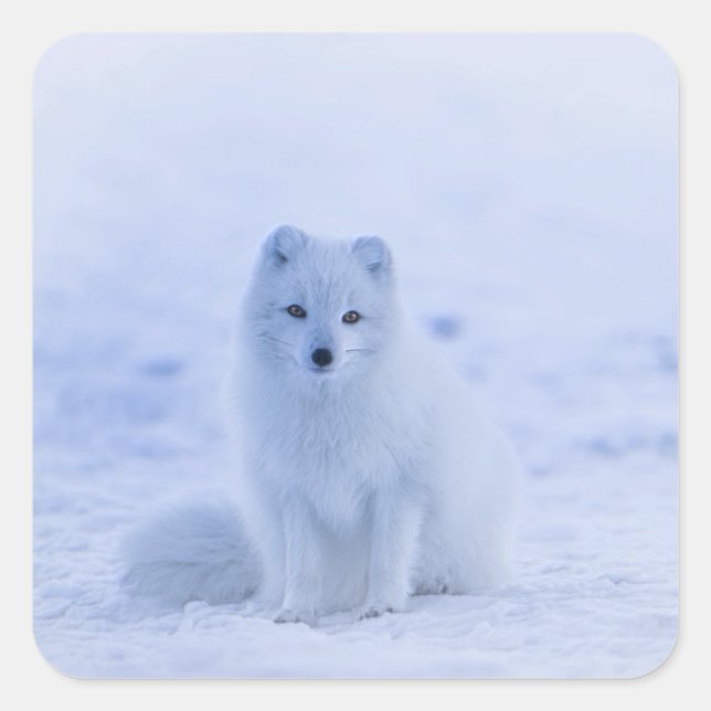 Island Arctic Fox Quadratischer Aufkleber (Vorderseite)