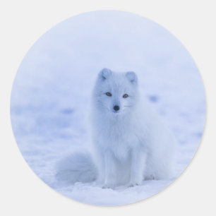 Island, Arktischer Fuchs, Fox Runder Aufkleber
