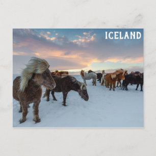Island - Foto für Wildpferde Postkarte