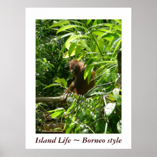 Island Life ~ Borneo Poster