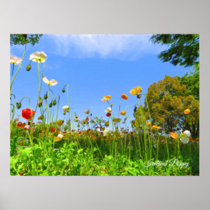 Island-Mohn [Blume] Poster