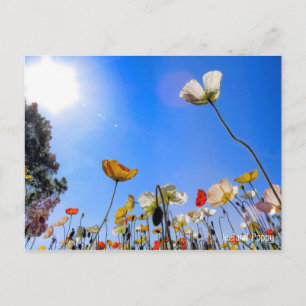 Island Mohn [Postkarte] ポ ト ド Postkarte