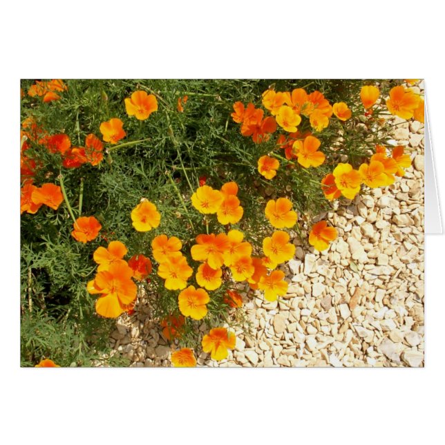 Island-Mohnblumen (Vorderseite (Horizontal))