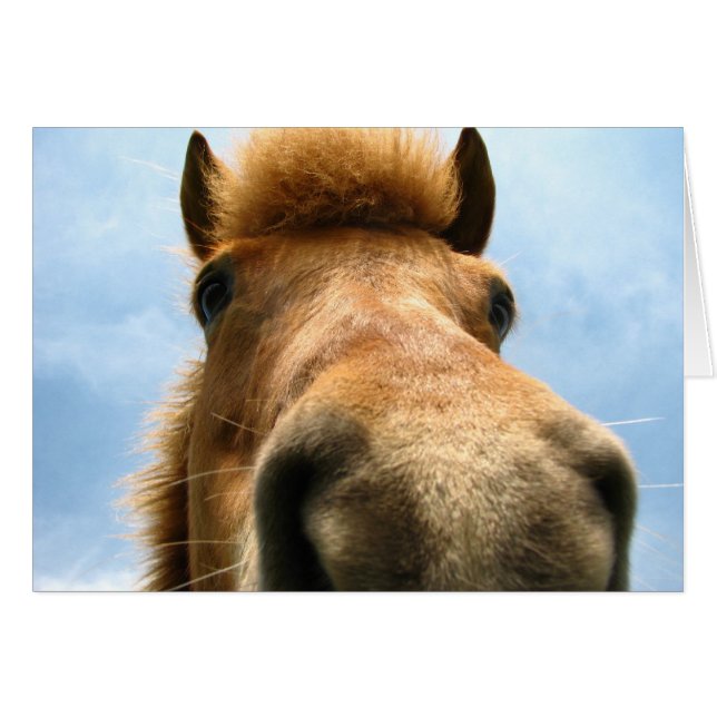 Island Pony Head (Vorderseite (Horizontal))