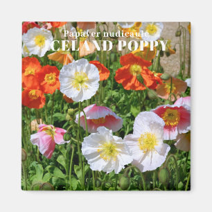 Island Poppy Magnet