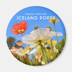 Island Poppy Magnet