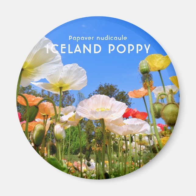 Island Poppy Magnet (Vorne)