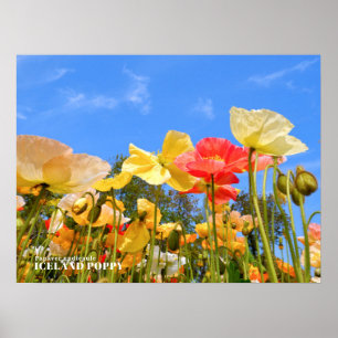 Island Poppy Poster