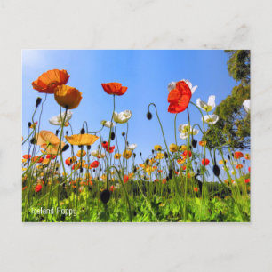 Island Poppy [Postkarte] Postkarte