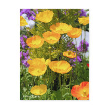 Island Poppy [Postkarte]