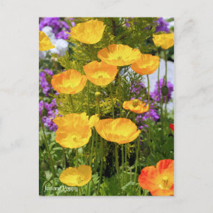 Island Poppy [Postkarte] Postkarte