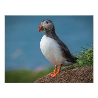 ISLAND PUFFIN-FOTO FOTODRUCK