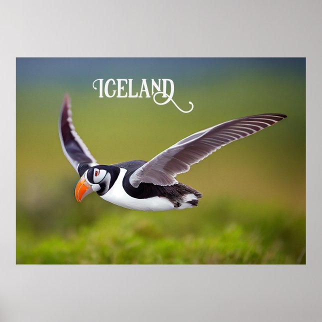 Island Puffin Poster (Vorne)