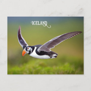 Island Puffin Postkarte