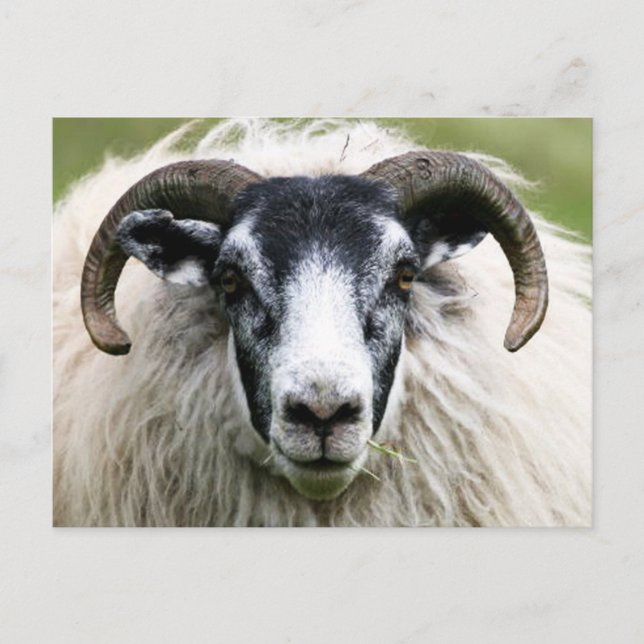 Island Sheep Postkarte (Vorderseite)