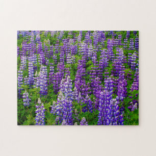 Island. Vik i Myrdal. Feld der Lupinen Puzzle
