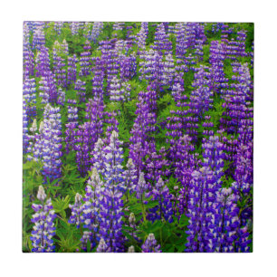 Island. Vik i Myrdal. Feld mit Lupinen Fliese