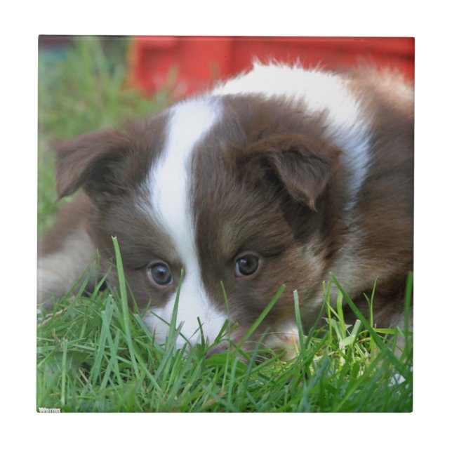 Islandhund Fliese (Vorderseite)