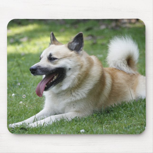 Islandhund Mousepad (Vorne)