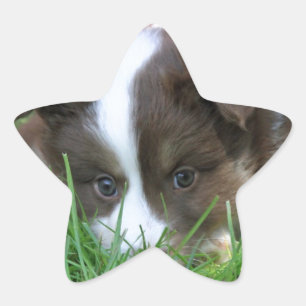 Islandhund Stern-Aufkleber