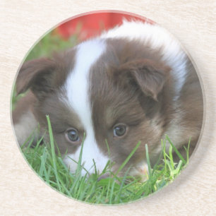 Islandhund Untersetzer
